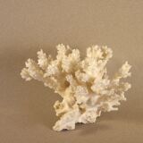 White coral 15 x 12 cm