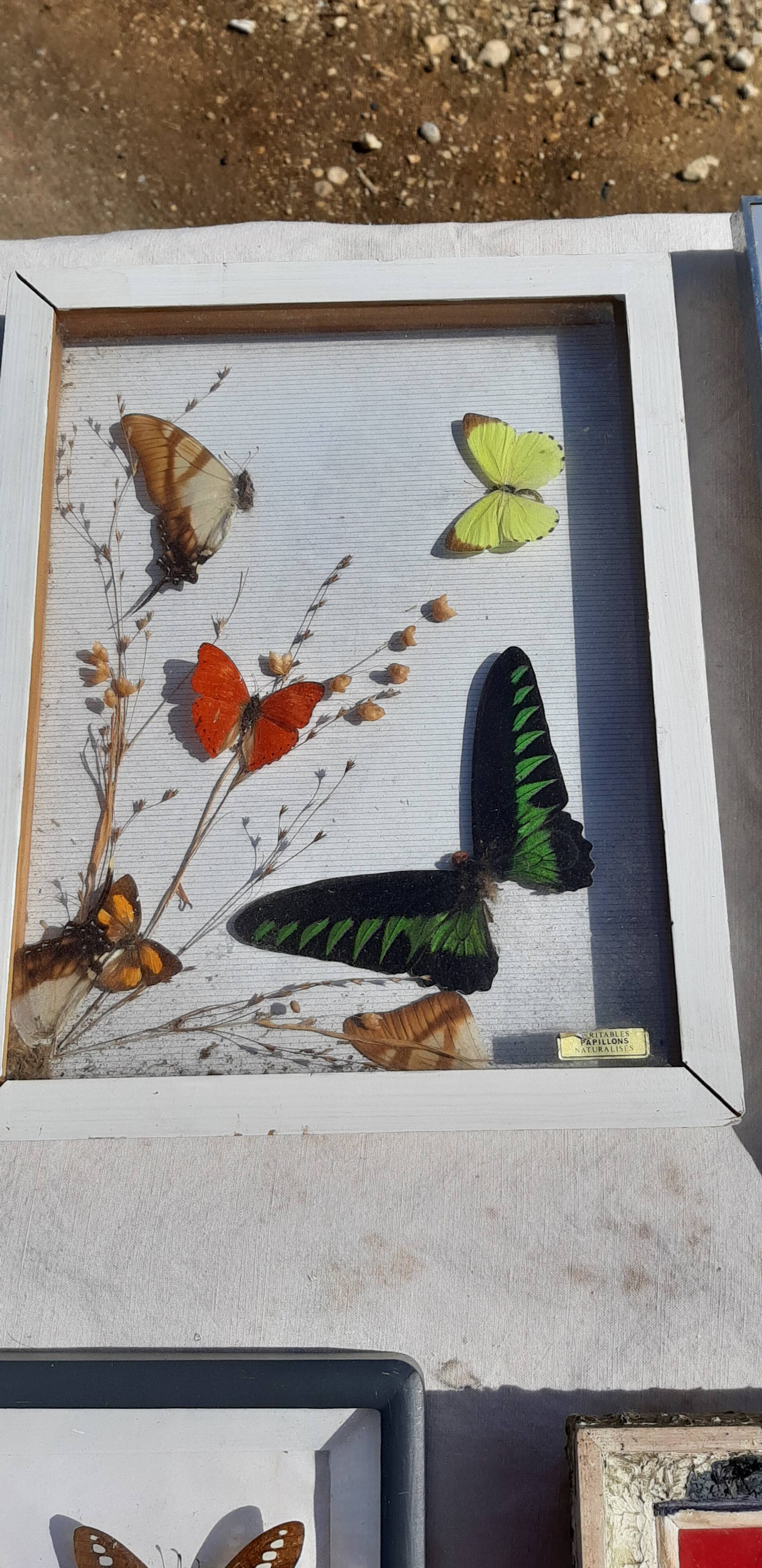 Set of 45 Naturalized Butterflies