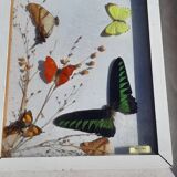 Set of 45 Naturalized Butterflies
