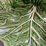 Saladier cabbage leaf in green dabbling