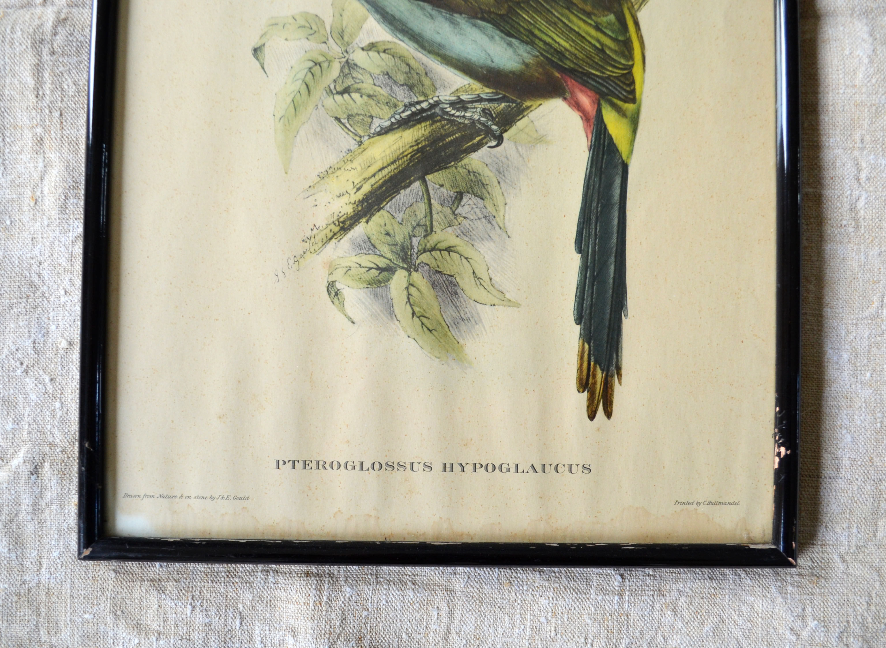 4 reproductions of naturalistic engravings exotic birds