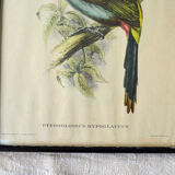 4 reproductions of naturalistic engravings exotic birds
