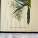 4 reproductions of naturalistic engravings exotic birds