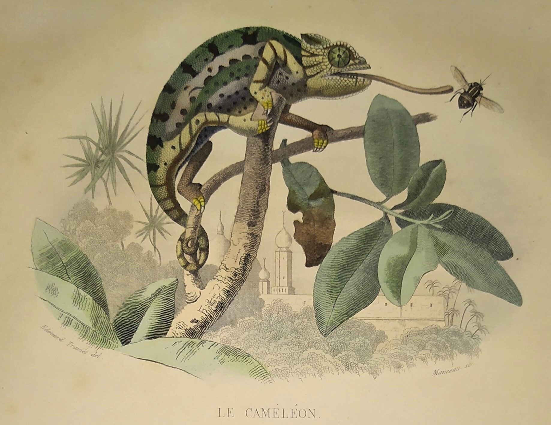 Planche zoologique originale de 1839 " cameleon & scinque "