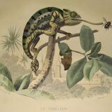 Original zoological plate of 1839 " cameleon & scinque "