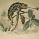 Planche zoologique originale de 1839 " cameleon & scinque "