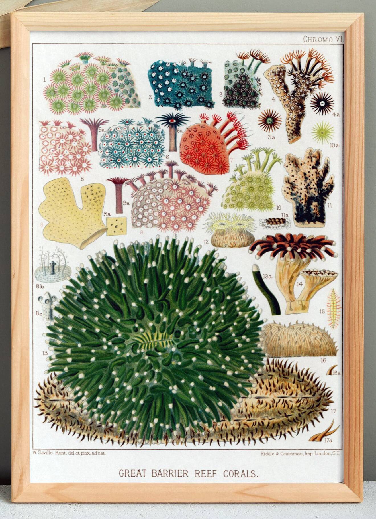 Affiche sur les Anémones, d’après une lithographie de 1893.