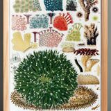 Affiche sur les Anémones, d’après une lithographie de 1893.