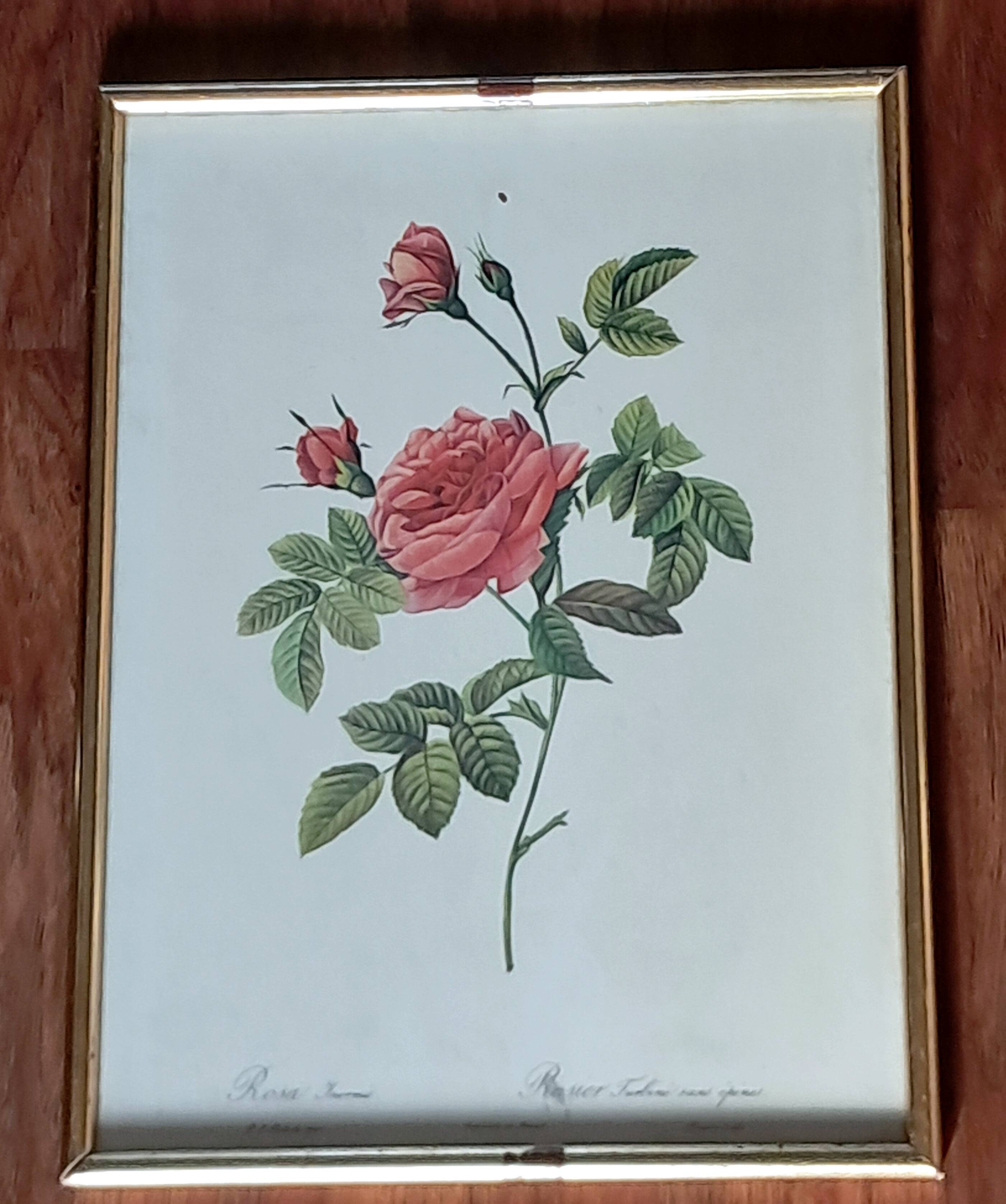 Redouté pink painting
