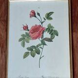 Tableau rose Redouté