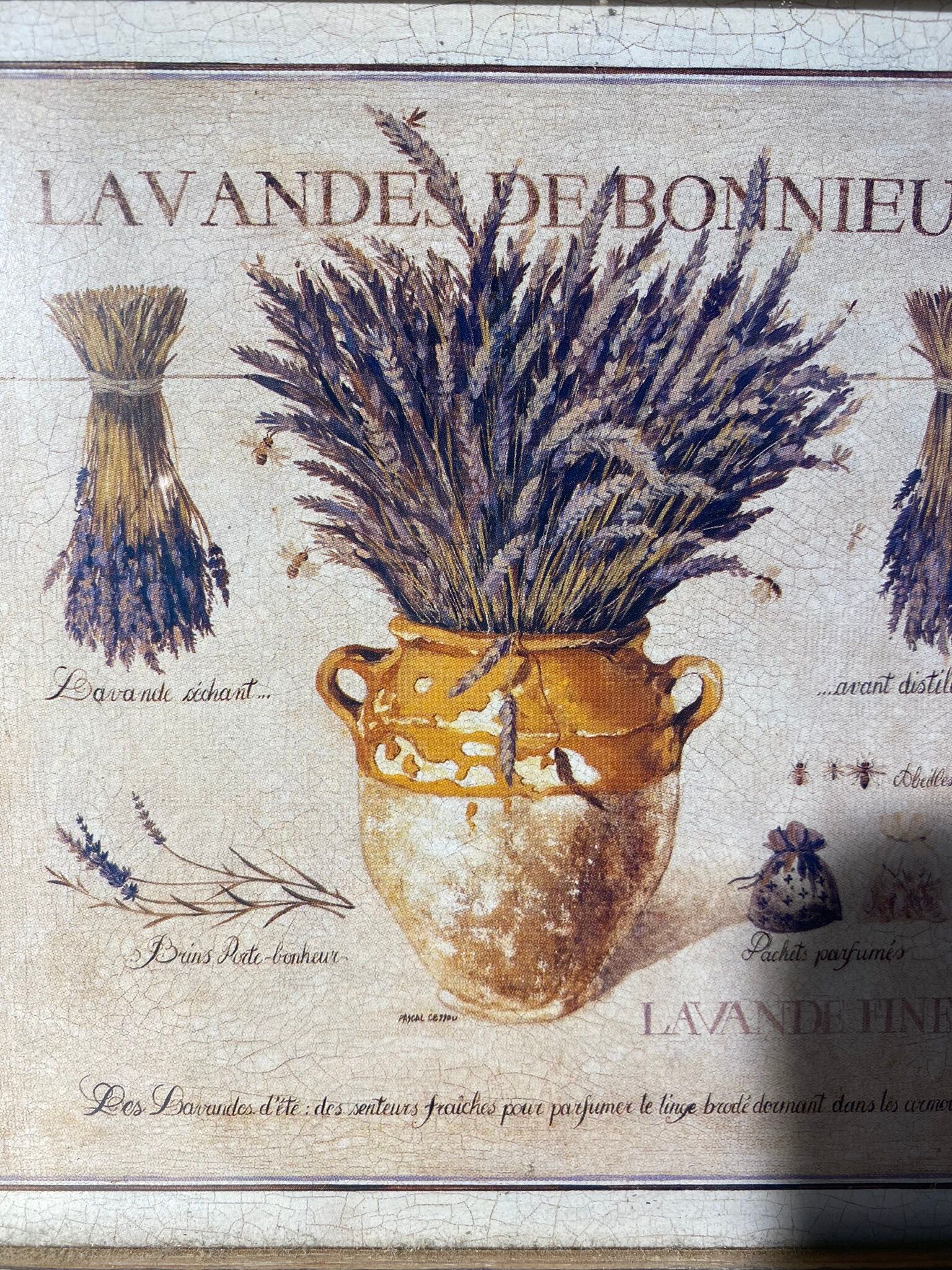 Two botanical paintings, lavender and Mediterranean pines