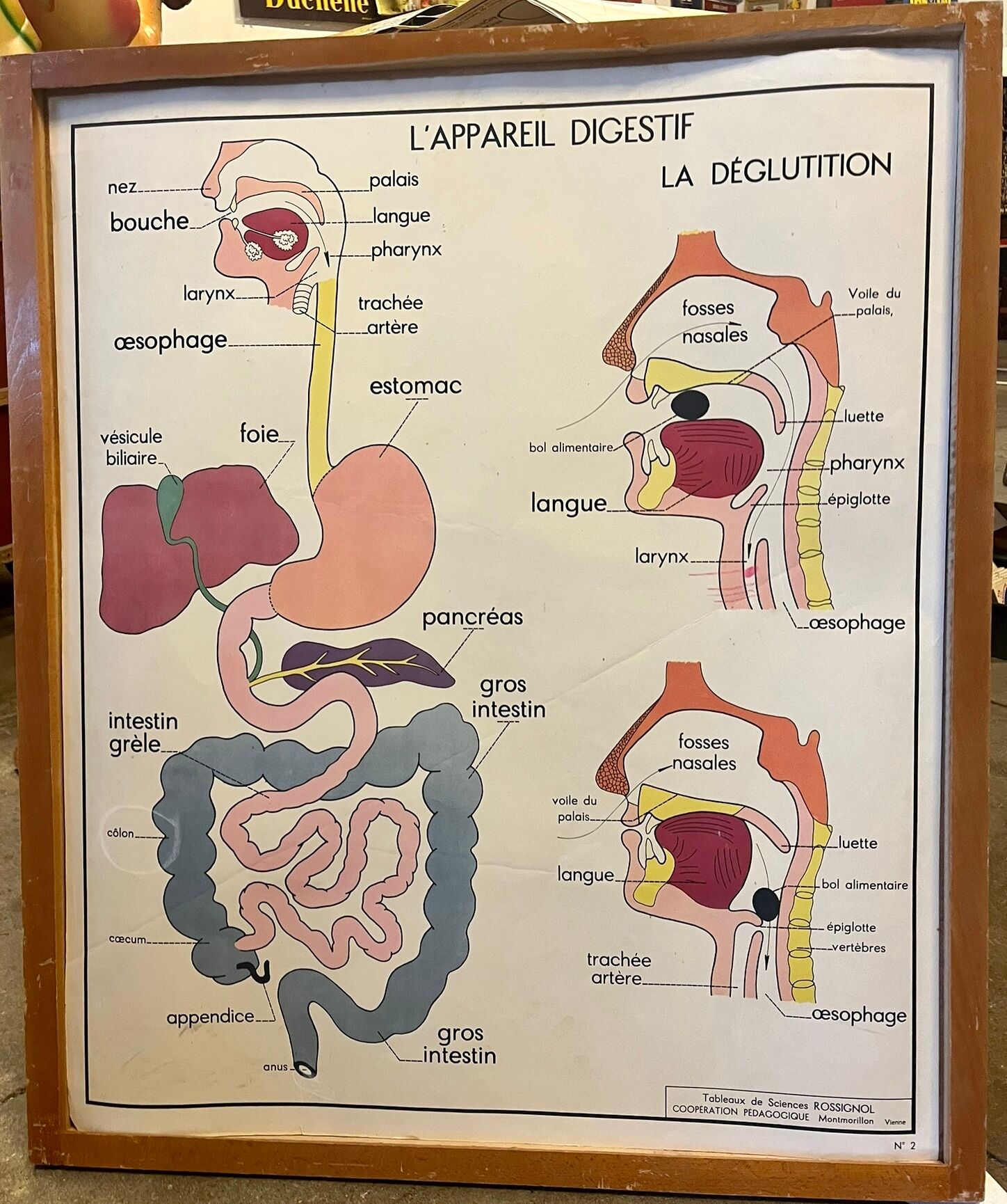 Human Body Poster - The Human Body and the Digestive System - Rossignol