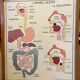 Human Body Poster - The Human Body and the Digestive System - Rossignol