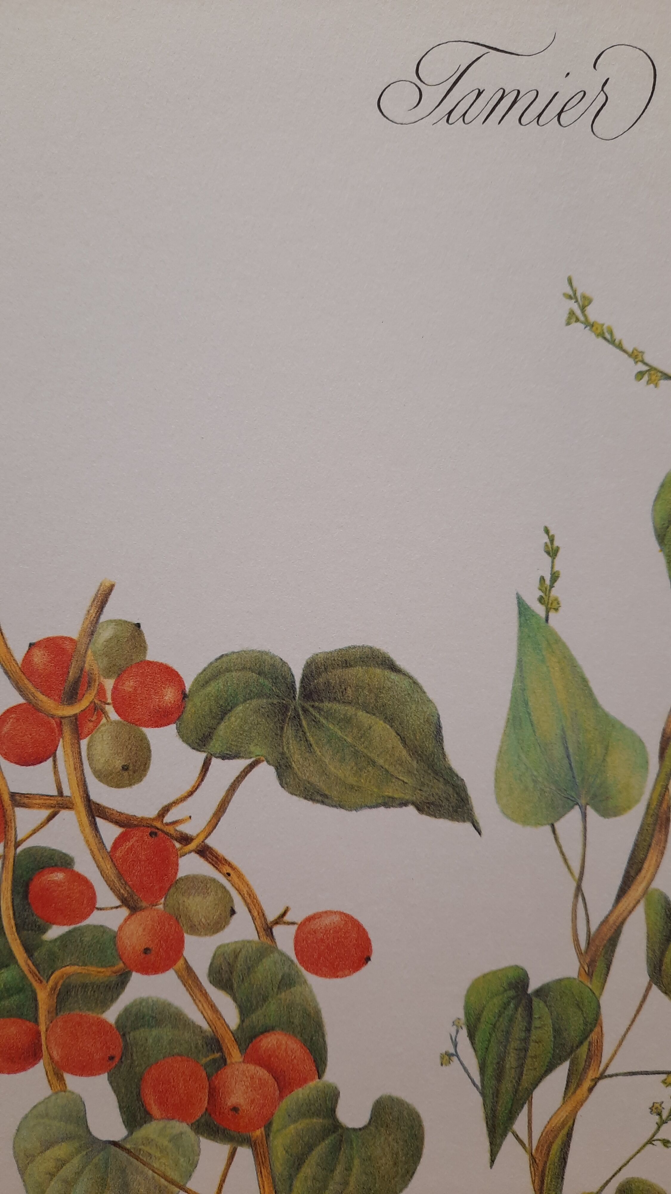 Tamier botanical plate