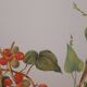 Tamier botanical plate