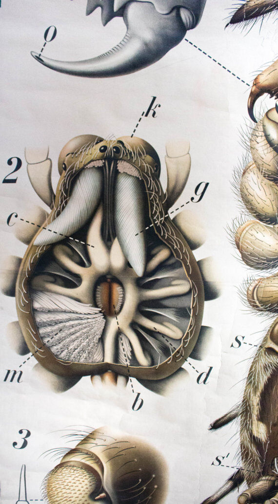 20th century poster Paul Pfurtscheller Zoological "spider" 1910