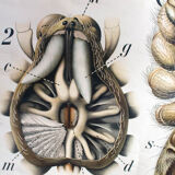 20th century poster Paul Pfurtscheller Zoological "spider" 1910