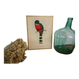 Table Illustration of a bird - The Trogon