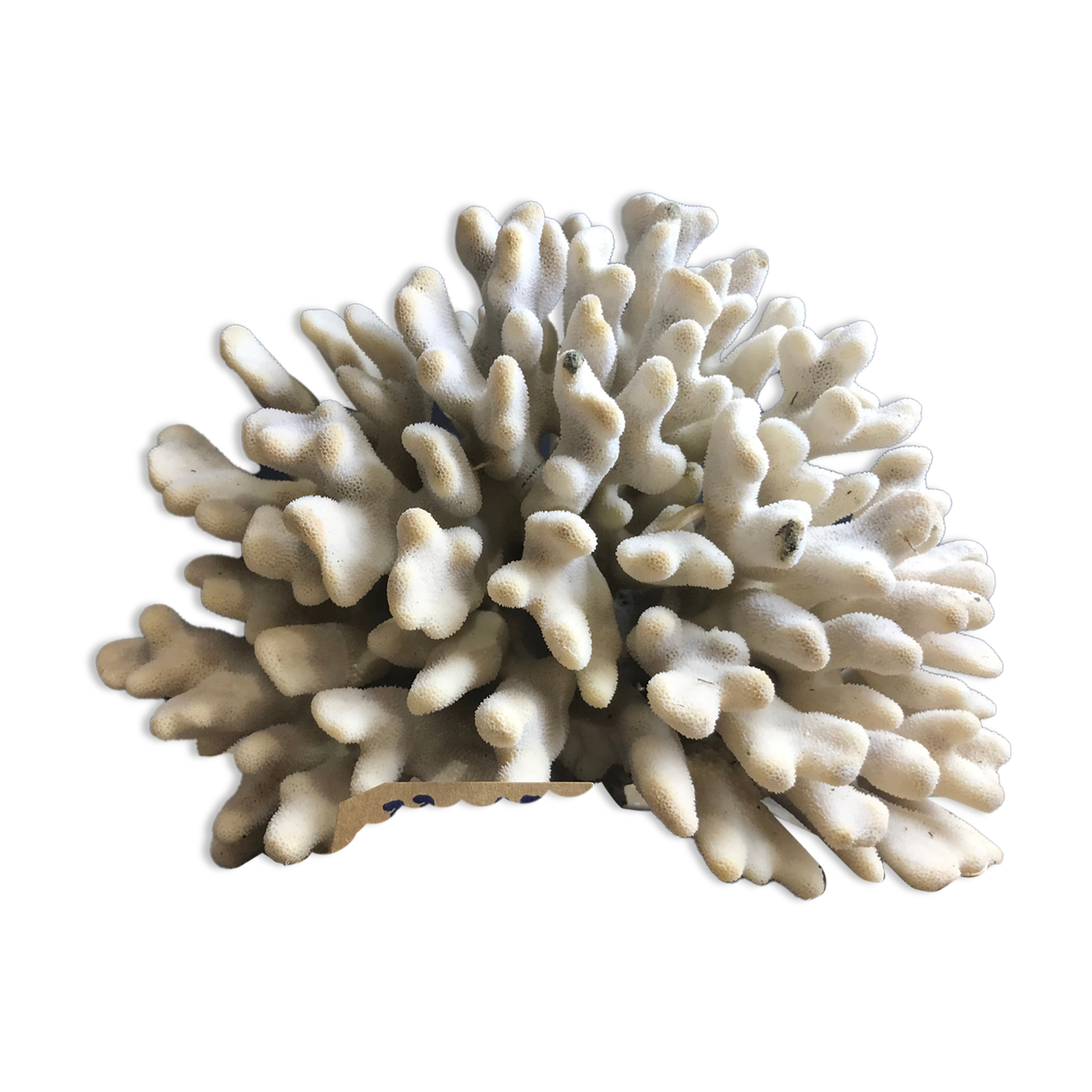Elkhorn Coral