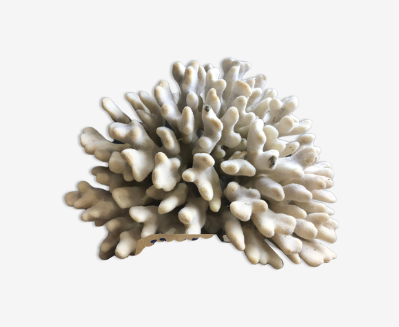 Elkhorn Coral