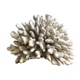 Elkhorn Coral