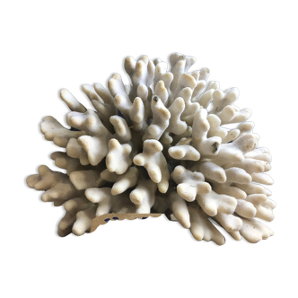 Elkhorn Coral