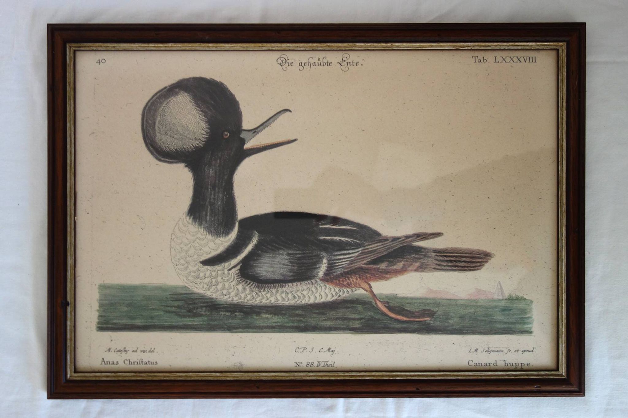 2 planches gravures ornithologiques oiseaux