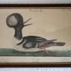 2 plates of ornithological bird engravings