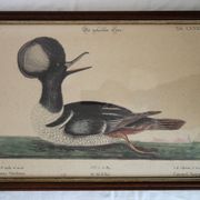 2 planches gravures ornithologiques oiseaux