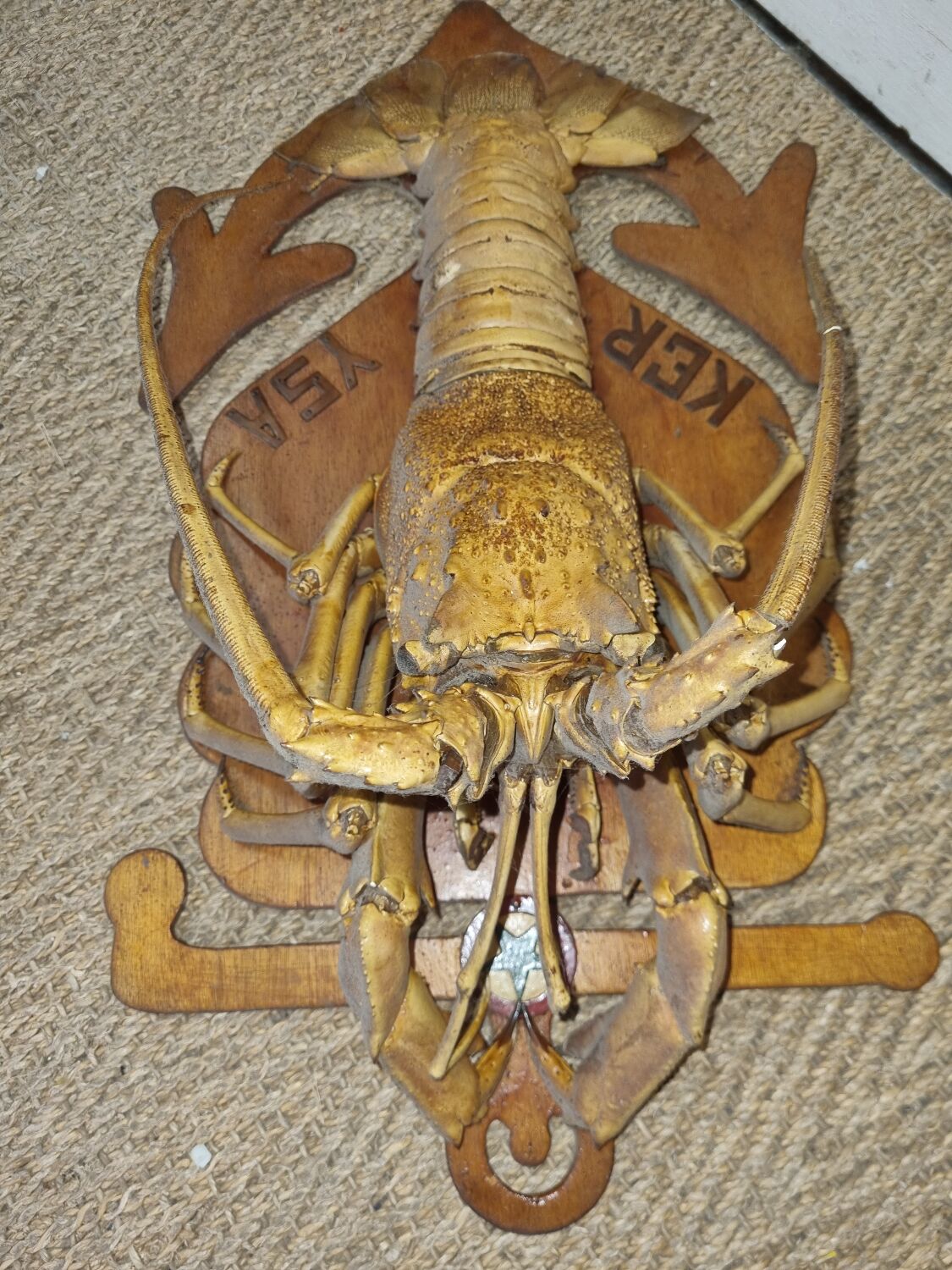 Naturalized lobster of the mid-twentieth century