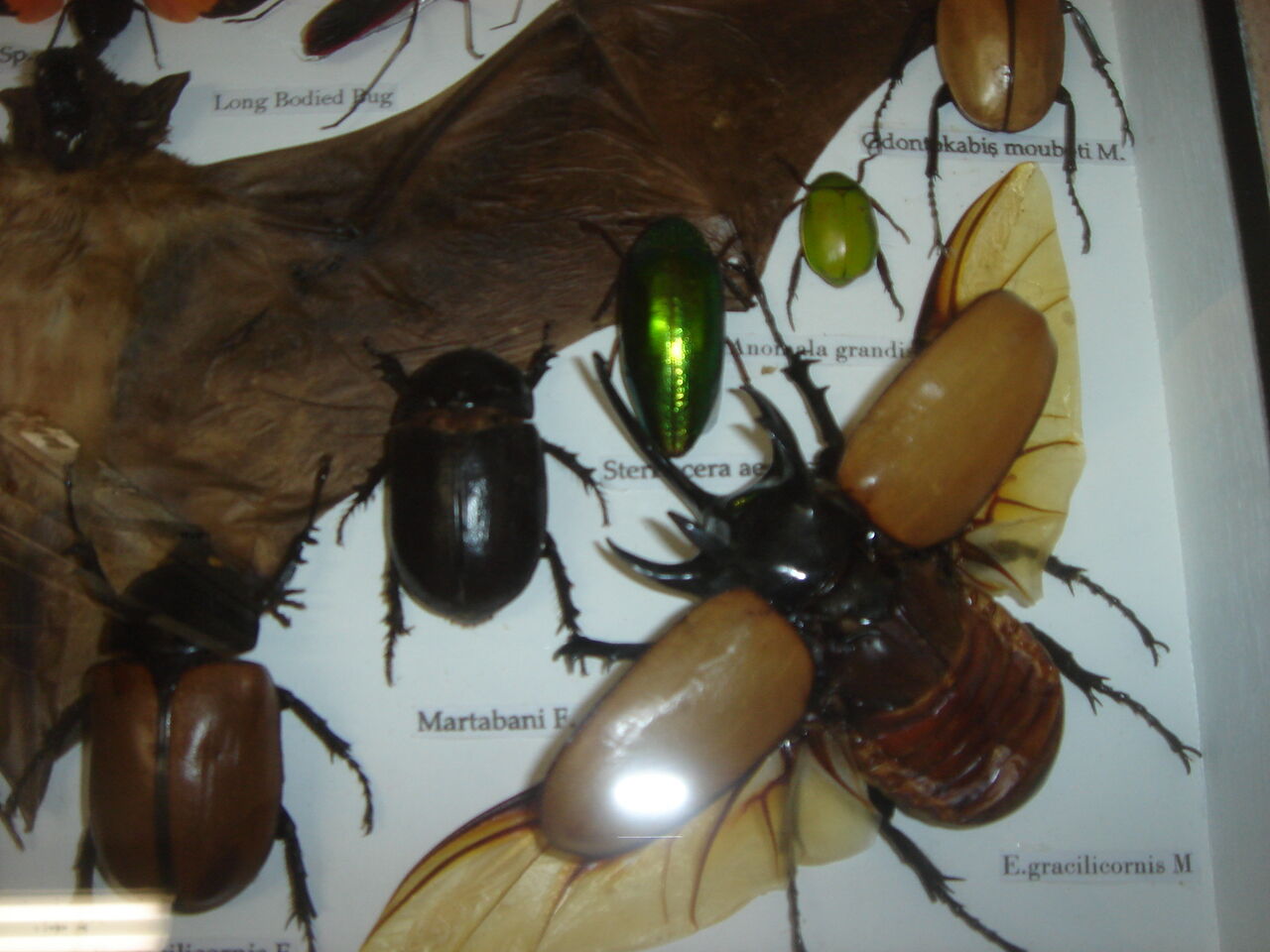 Entomologie : boite d'insectes naturalisés