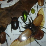 Entomology: box of naturalised insects