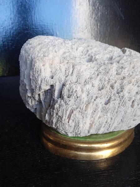 Cabinet de Curiosités Psammocora profundacel corail blanc sur socle