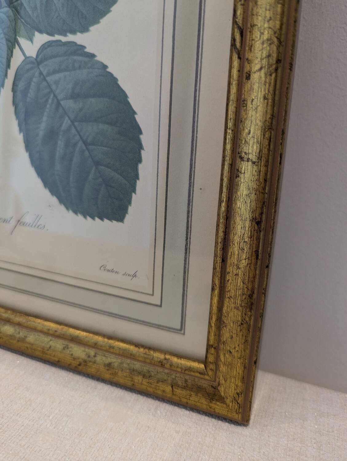 Botanical plate PJ Redouté