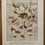 Old illustration on game (hunting) - 1920