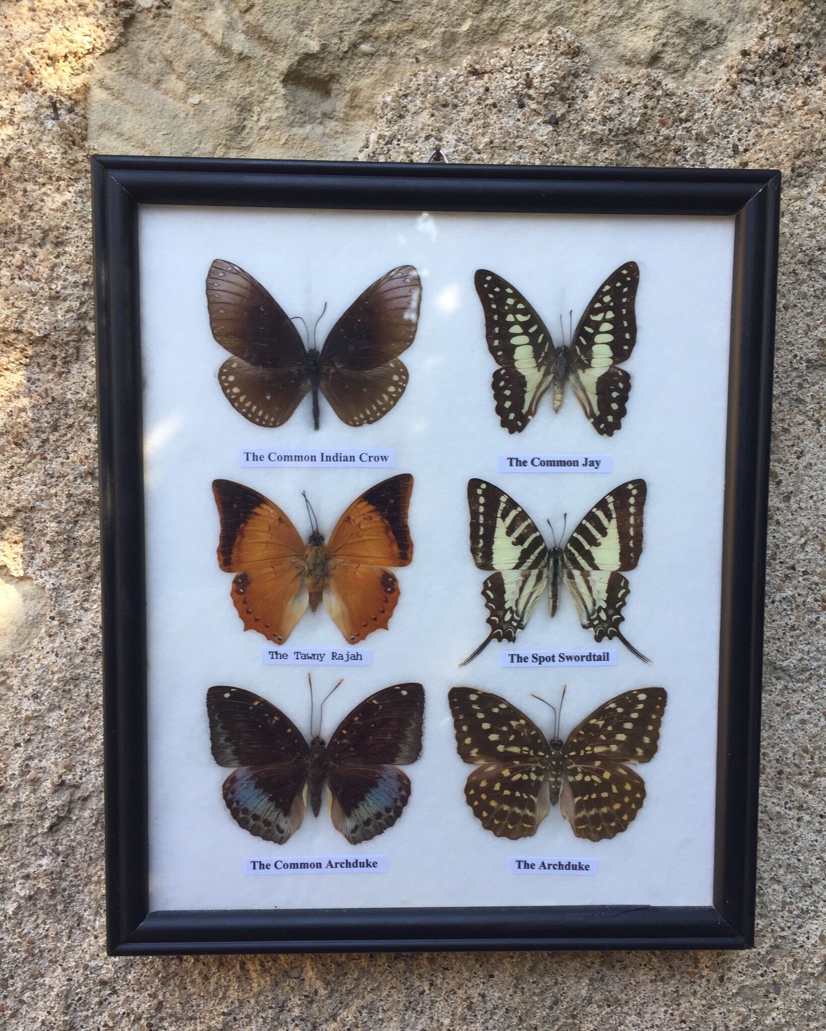 Butterfly frame