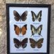 Butterfly frame