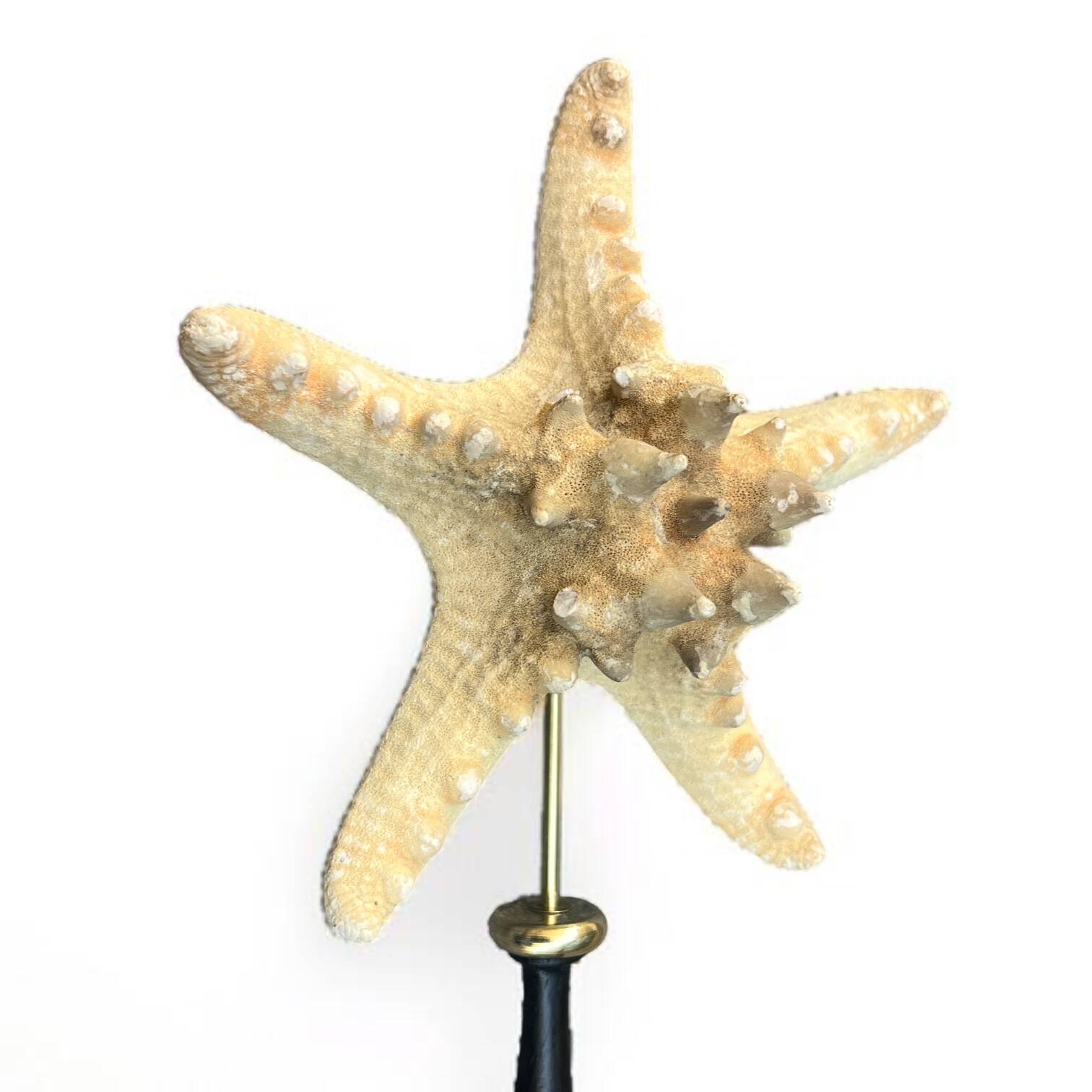 Starfish on turned wooden base, late 19th century - cabinet of curiosities