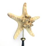 Starfish on turned wooden base, late 19th century - cabinet of curiosities