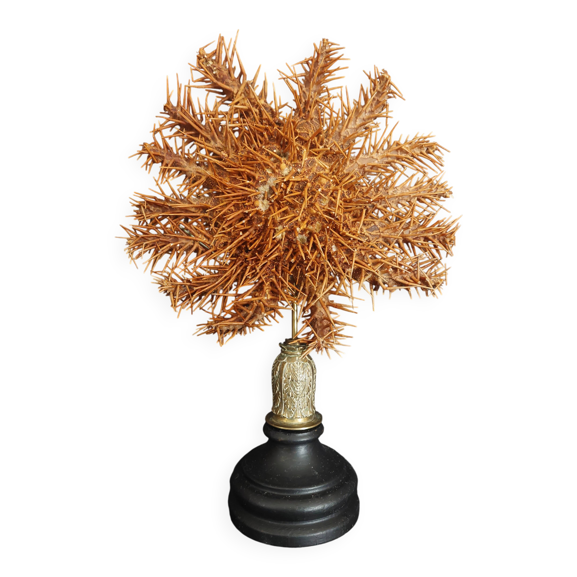 Cabinet de Curiosités étoile de mer acanthaster planci sur socle