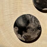 Set of 4 fossilized wooden coasters