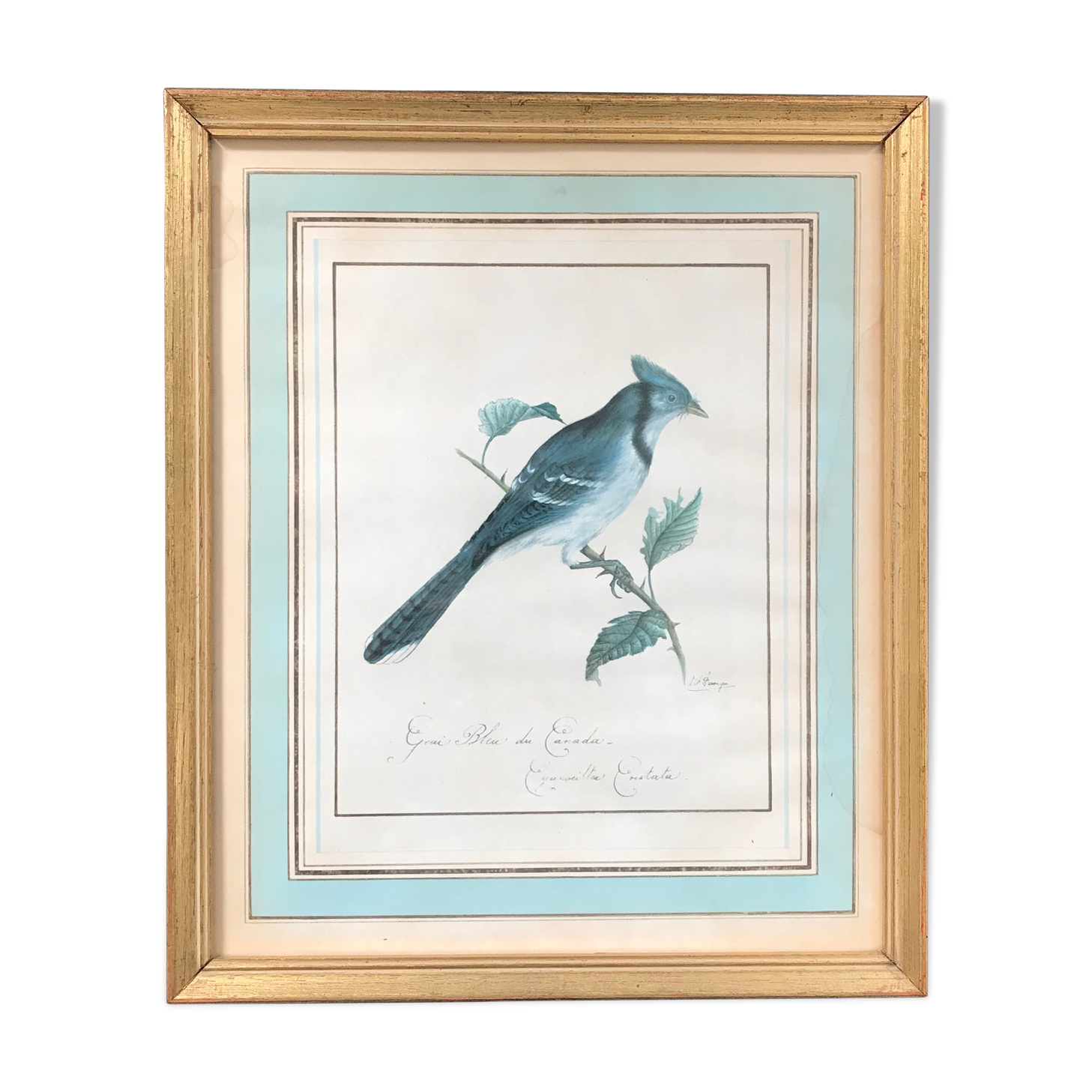 Jay ornithological board