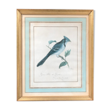 Jay ornithological board