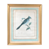 Planche ornithologique geai
