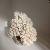 Coral on base