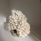 Corail sur socle