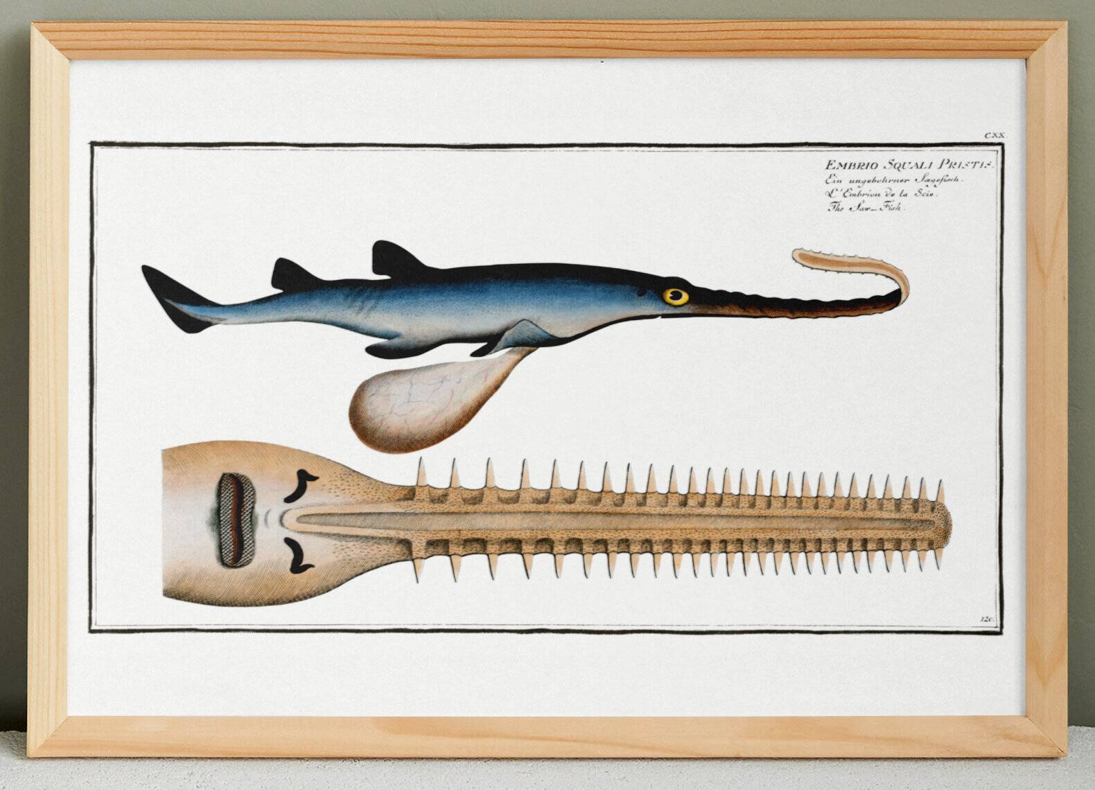 Poster about the sawfish, based on an old engraving from 1746.