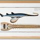Poster about the sawfish, based on an old engraving from 1746.