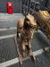 Rocking horse