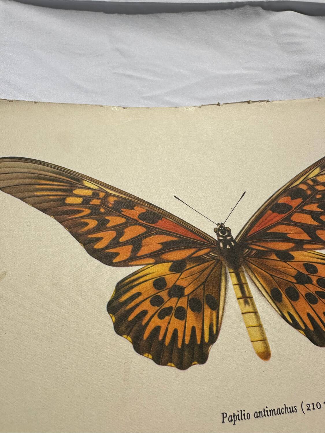 Gravure ancienne papillon 1900 planche botanique naturaliste